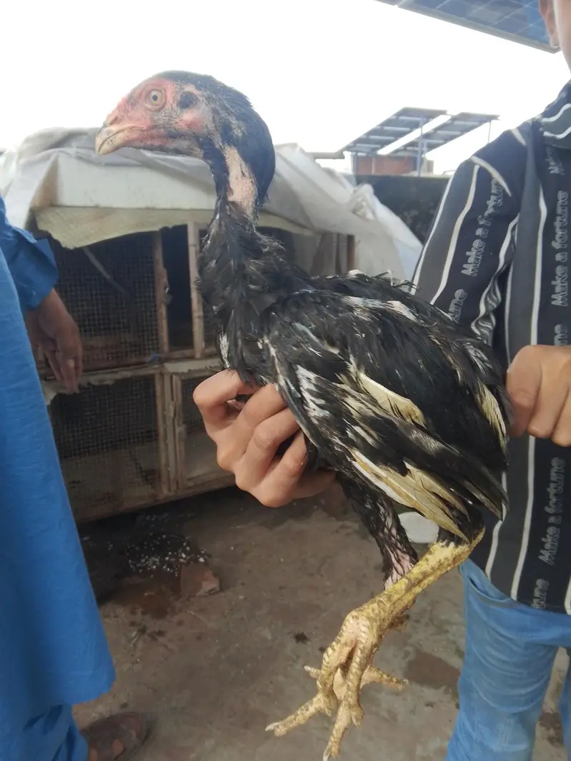 jis Bhi ko smj aye wo Bhi rbta kar ly — photo 6