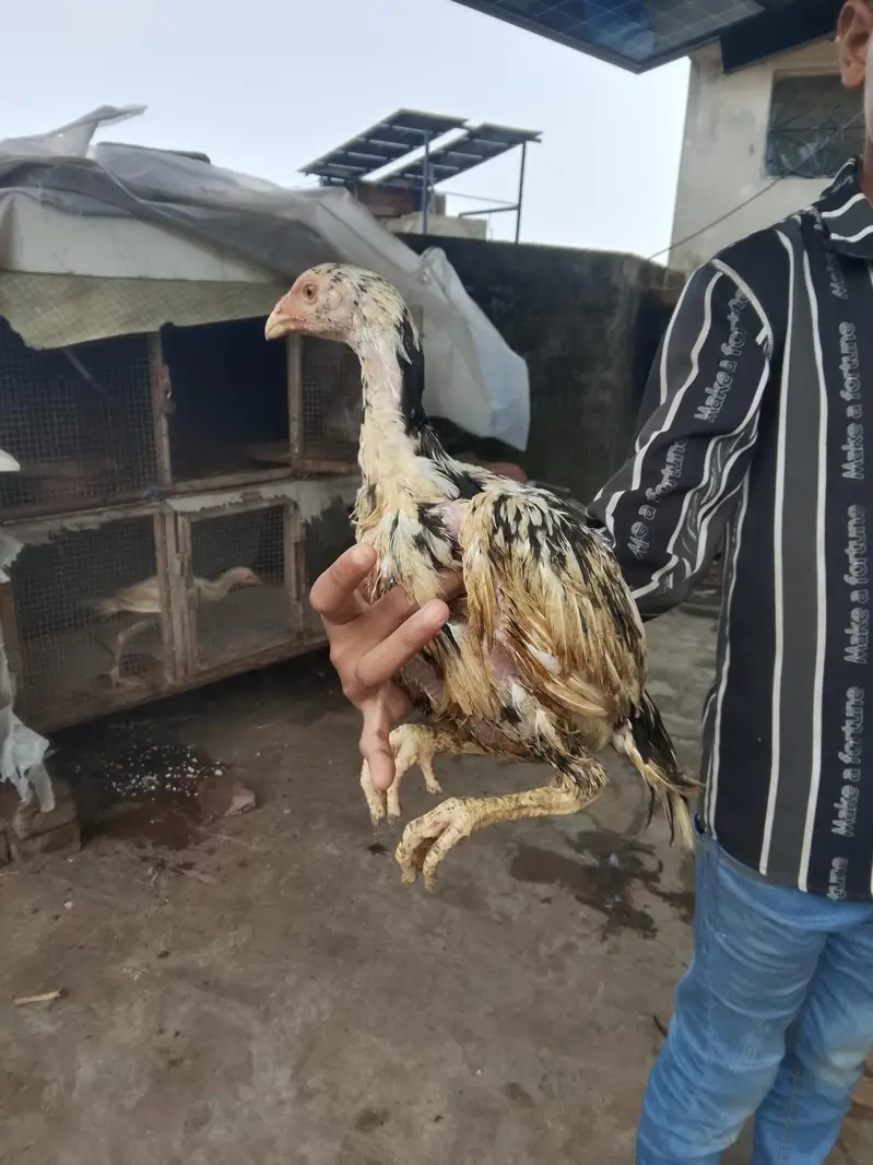 jis Bhi ko smj aye wo Bhi rbta kar ly — photo 9