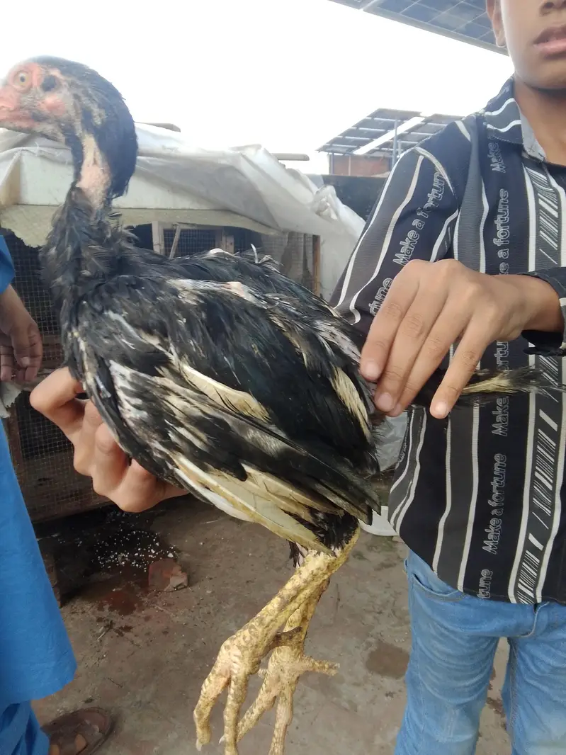 jis Bhi ko smj aye wo Bhi rbta kar ly — photo 10