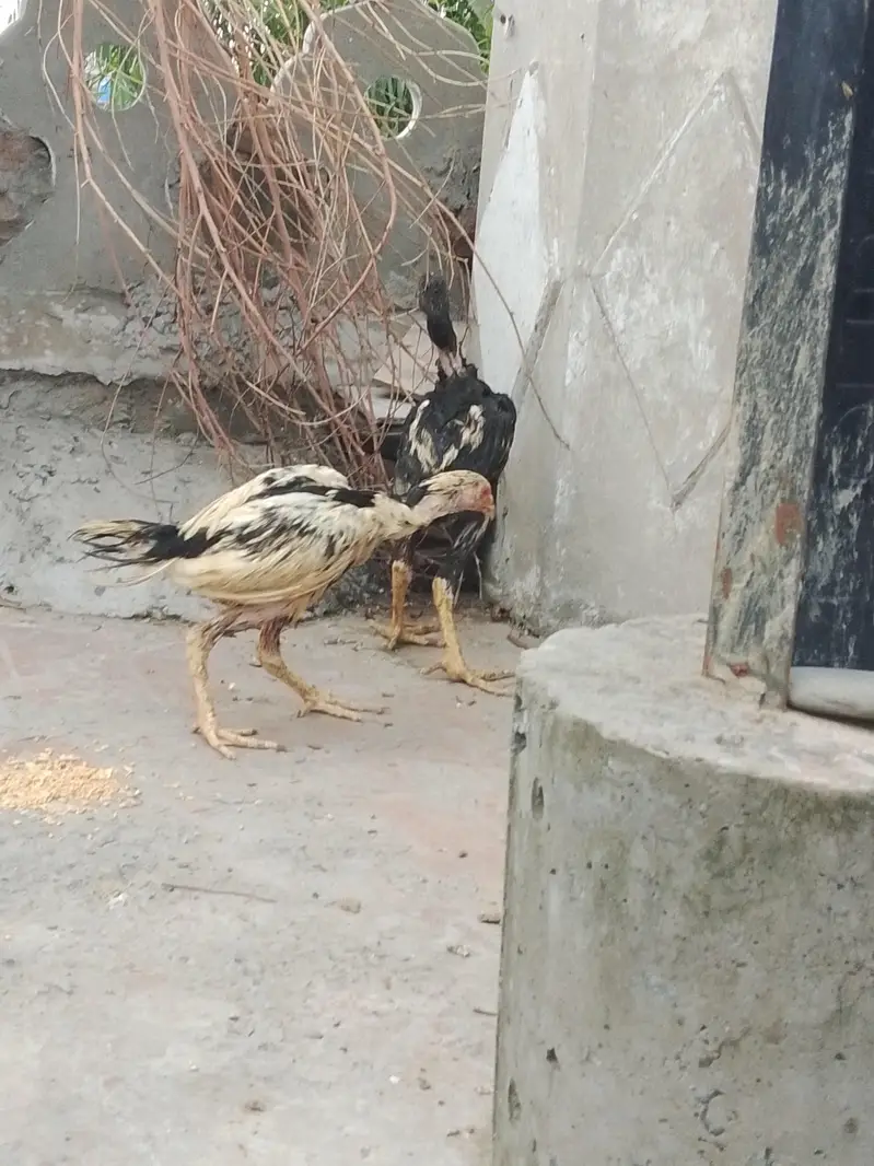 jis Bhi ko smj aye wo Bhi rbta kar ly — photo 11