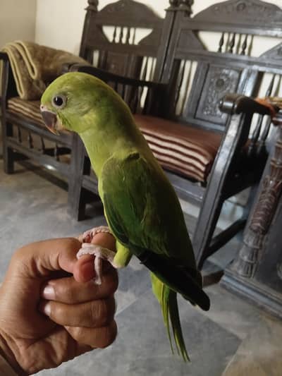 talking Parrot hand tame chick