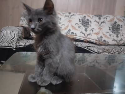 Grey Long Hair Male Kitten