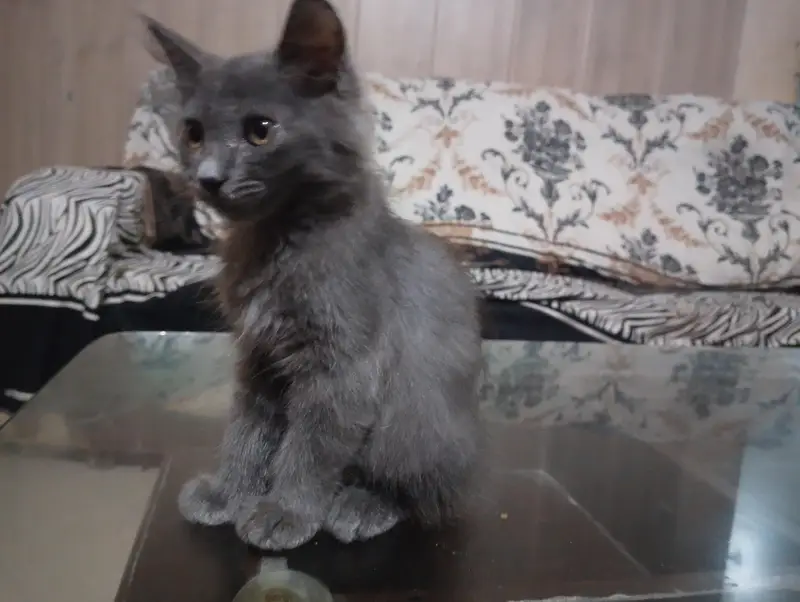 Grey Long Hair Male Kitten