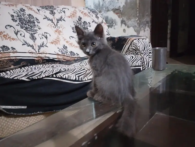 Grey Long Hair Male Kitten — photo 2