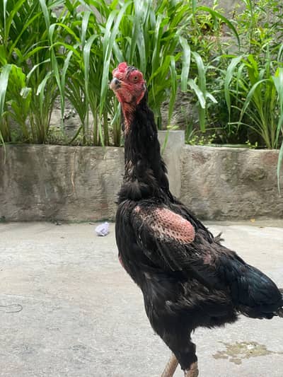 black shamo white shamo