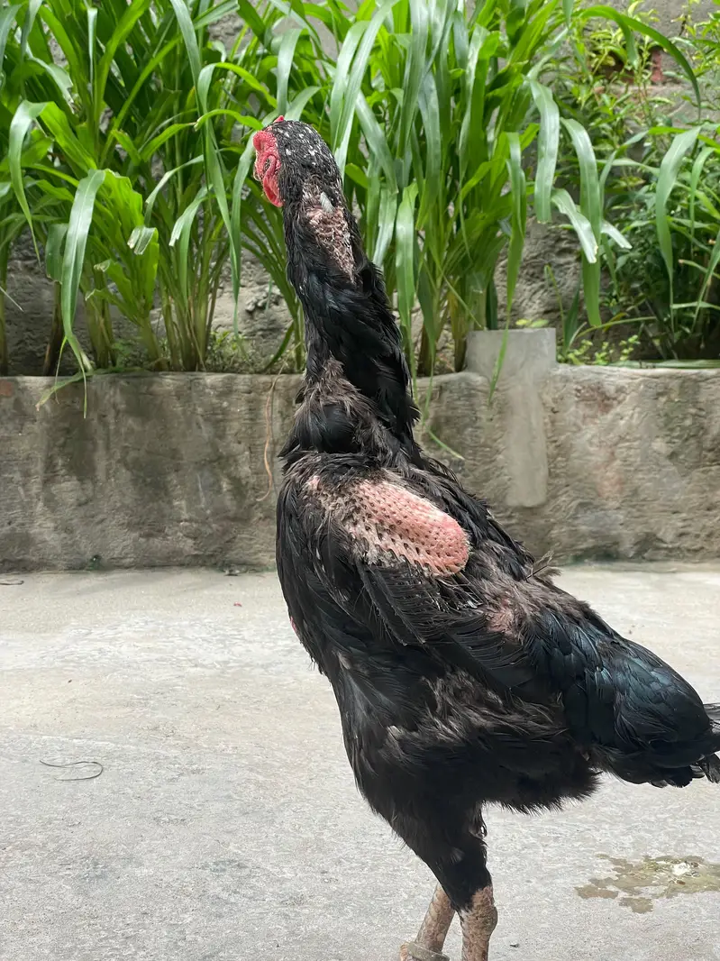 black shamo white shamo — photo 2