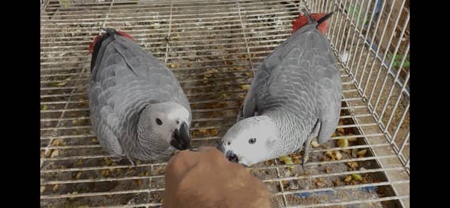 African grey parrot - african gray parrot