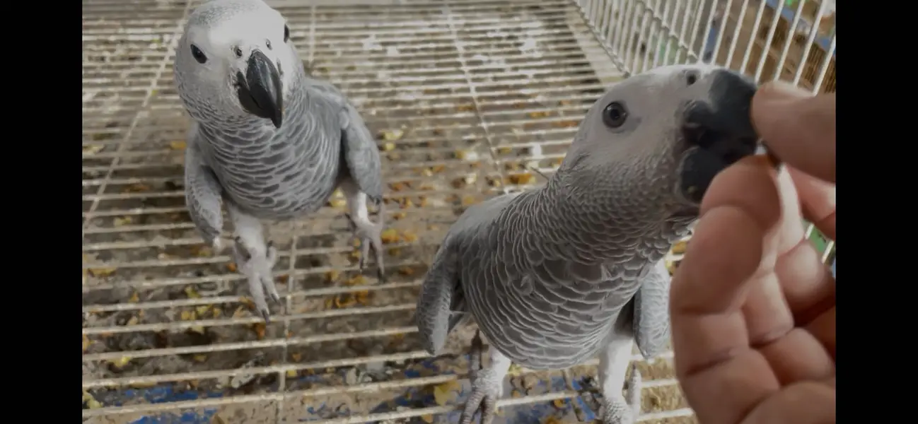 African grey parrot - african gray parrot — photo 2