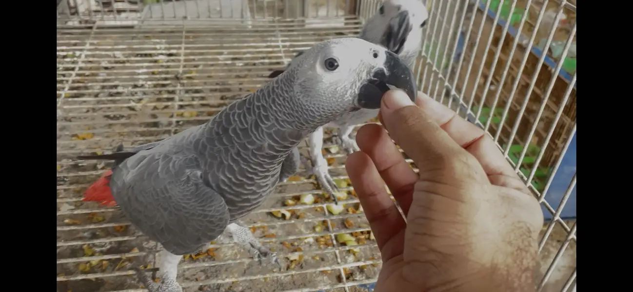 African grey parrot - african gray parrot — photo 3