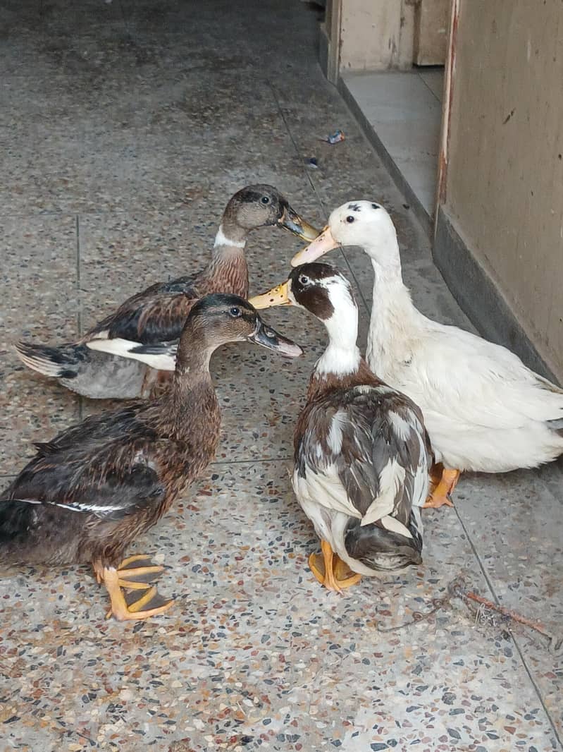 ducks 0