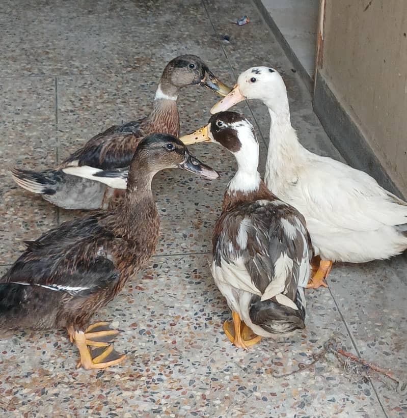 ducks 1