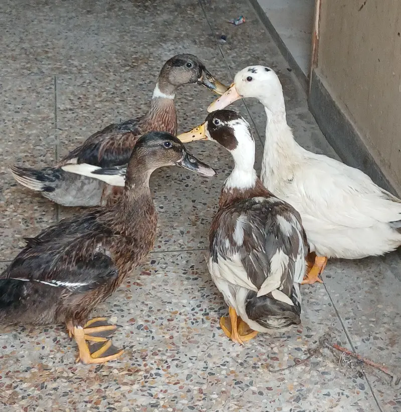 ducks — photo 2