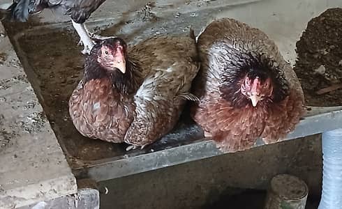 Pure thailand hen bruddy hens for chicks hatching