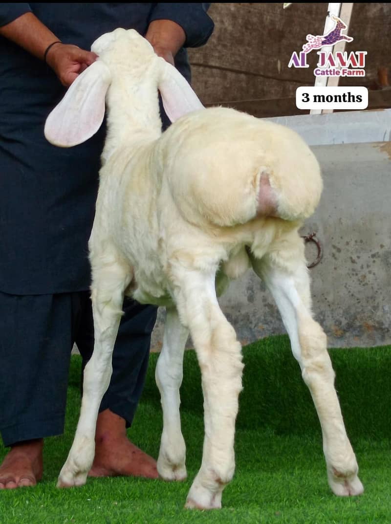 turkey sheeps 4