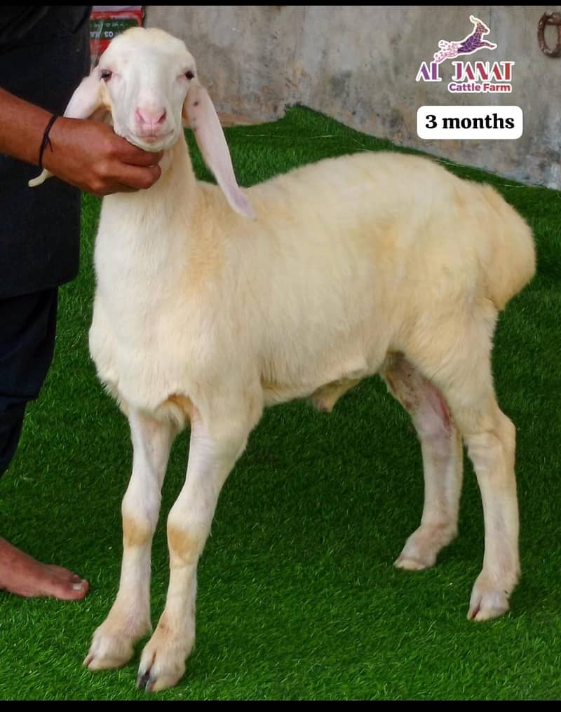 turkey sheeps 5
