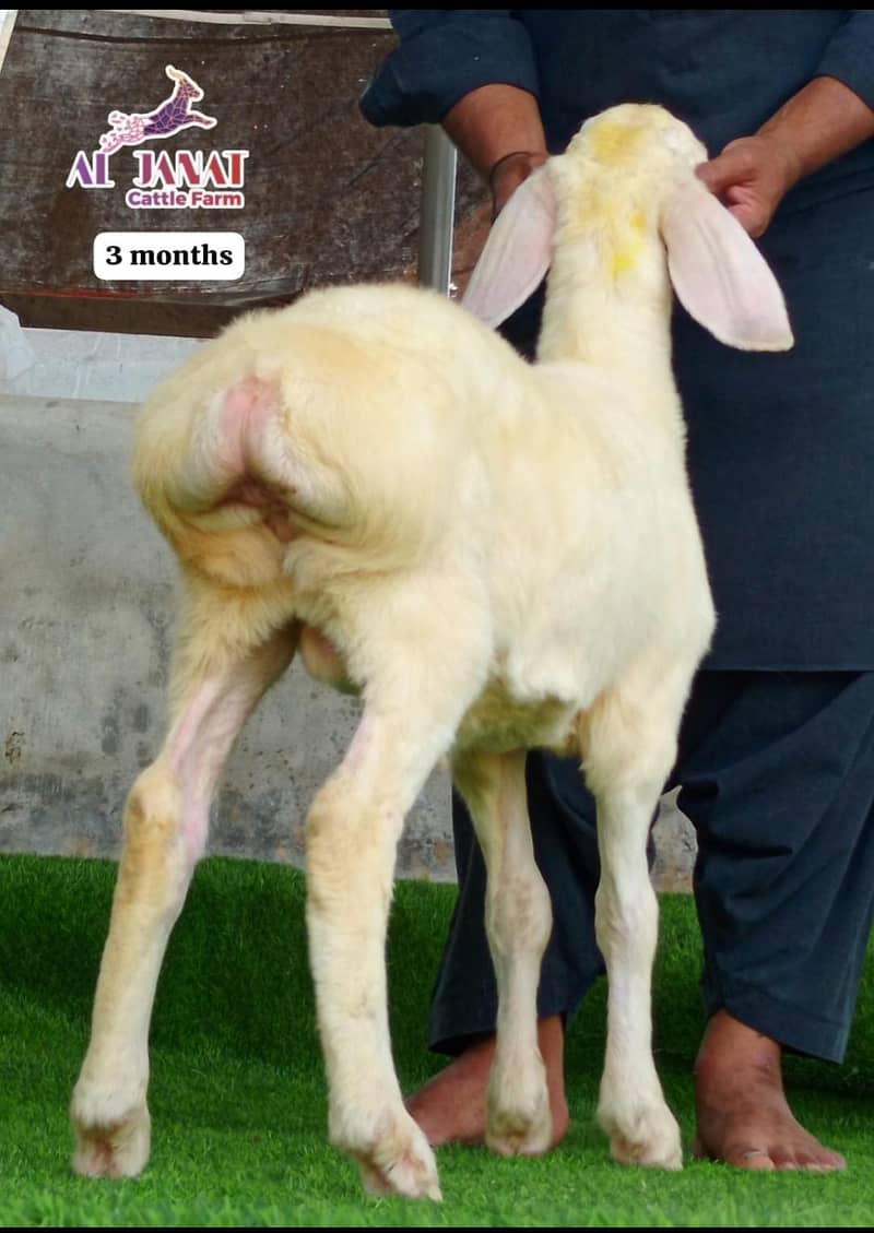 turkey sheeps 6