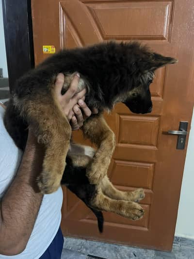 heavy bone black mask GSD PUPPIES