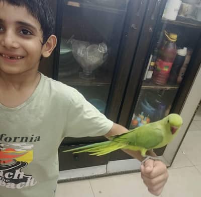 . male parrot
