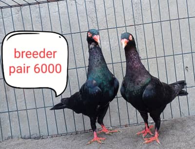 fancy pigeon | kabutar| Jacobin|  frillback saddle | amarican fantail|