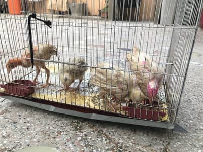 Chicks (chicken babies)