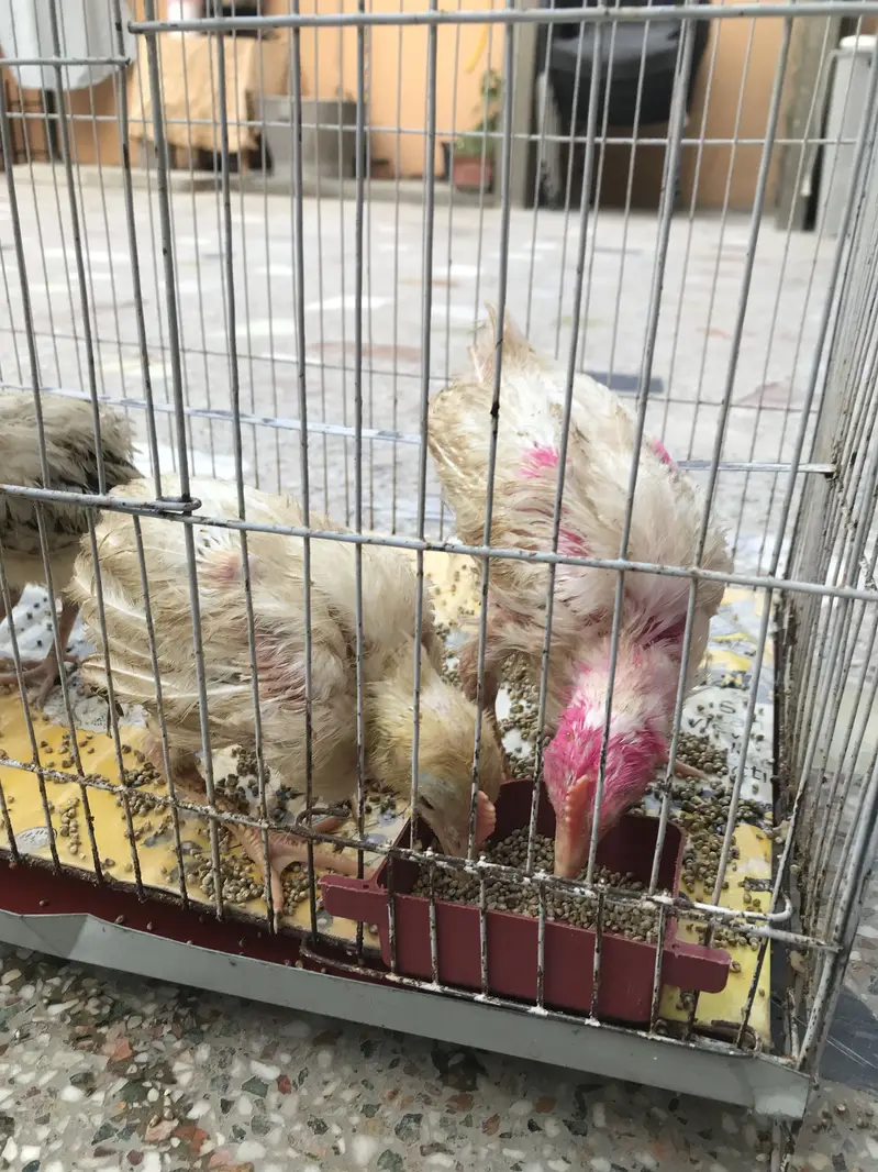 Chicks (chicken babies) — photo 2