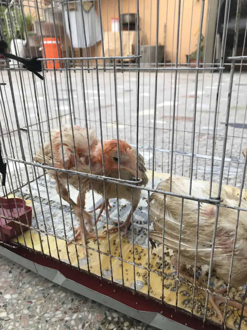 Chicks (chicken babies) — photo 3