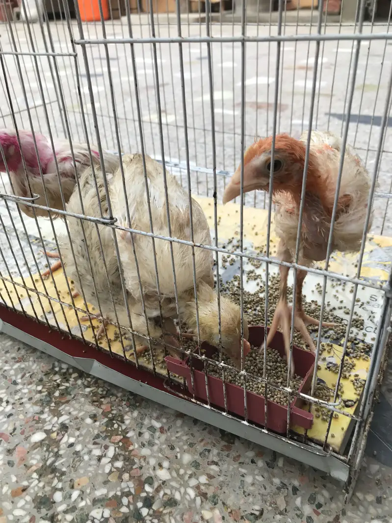 Chicks (chicken babies) — photo 4