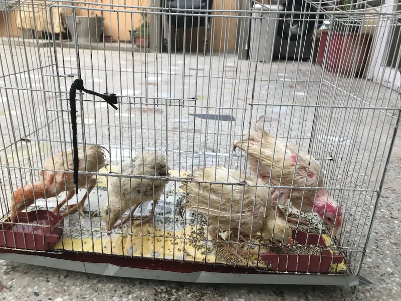 Chicks (chicken babies) — photo 5