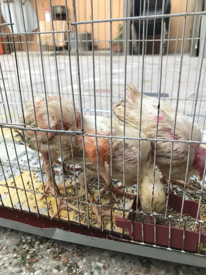 Chicks (chicken babies) — photo 6