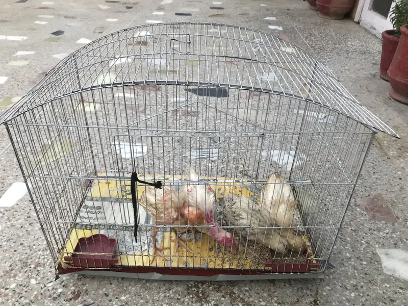 Chicks (chicken babies) — photo 7