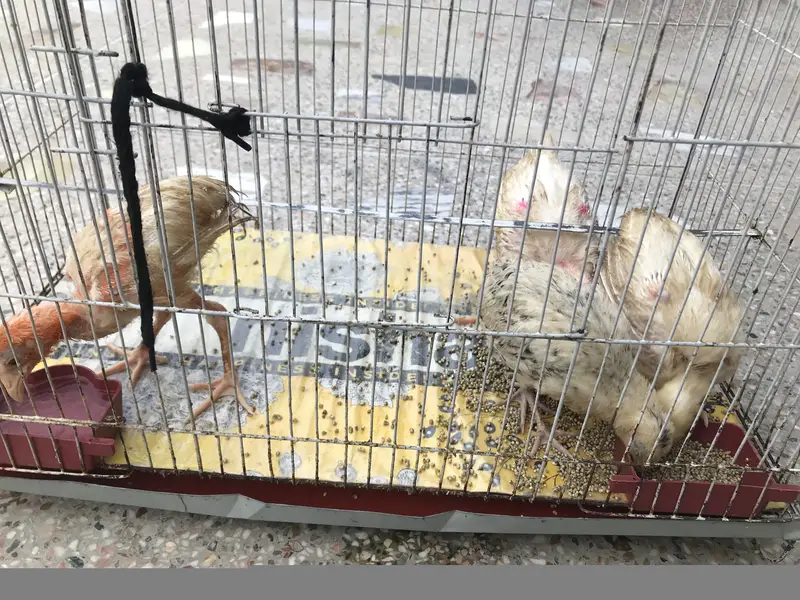 Chicks (chicken babies) — photo 8