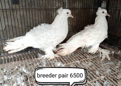 fancy pigeons/swallow/fantail/Jacobin/frillback/lahori sherazi/norwich