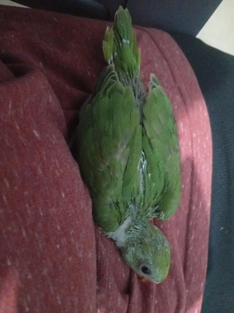 ringneck chick for sale