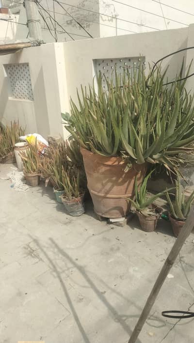 Fresh Aloe Vera Plants (Gwarpatha) – Big & Small Pots Available
