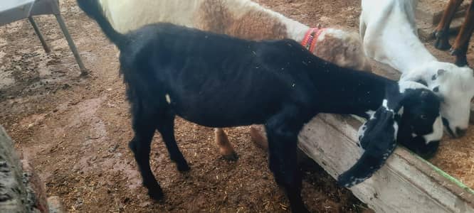Nagra Bital Bakra