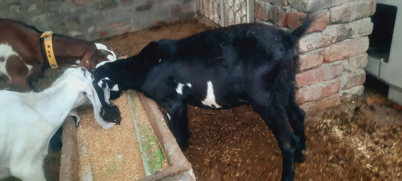 Nagra Bital Bakra — photo 2