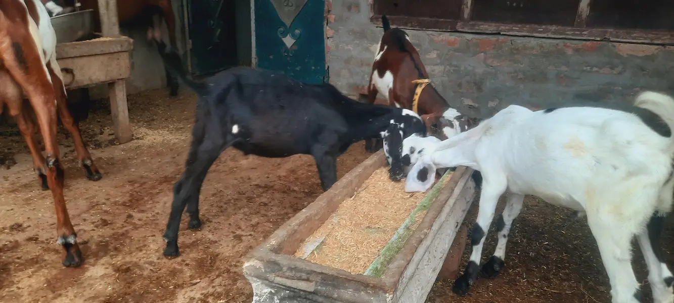 Nagra Bital Bakra — photo 3