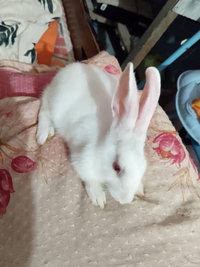 Beautiful white cute baby Rabbit