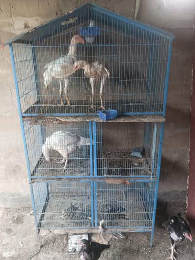 cages for sale