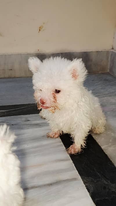 American white poodle puppies