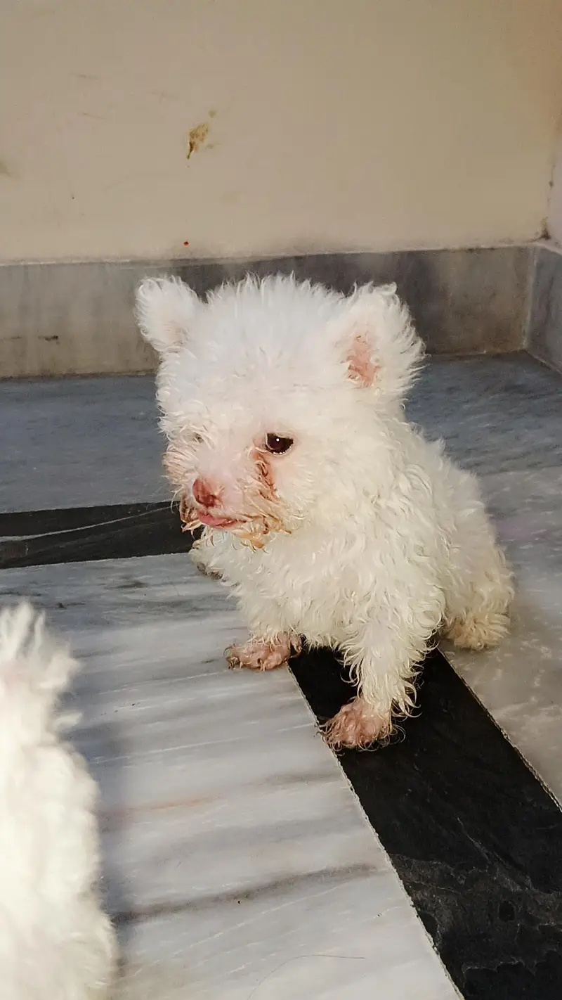 American white poodle puppies