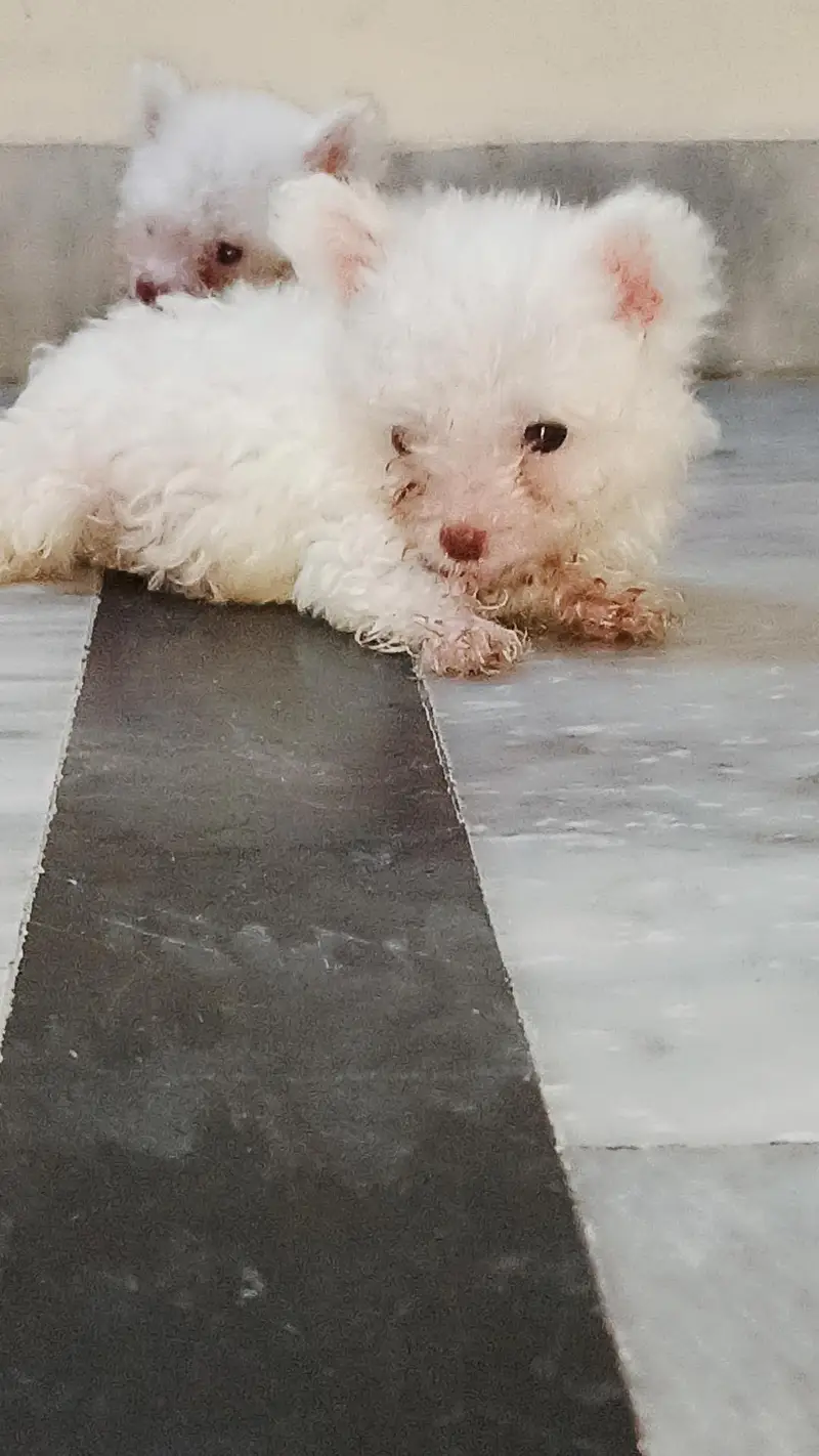 American white poodle puppies — photo 2