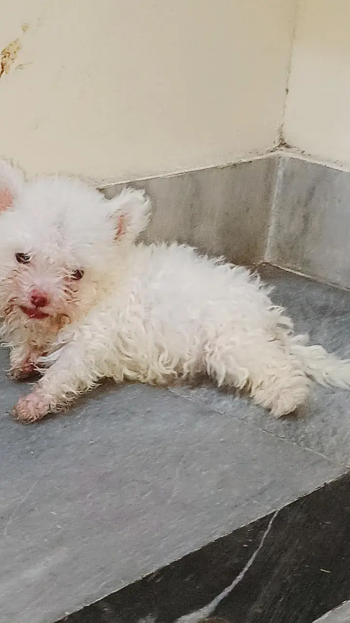 American white poodle puppies — photo 3
