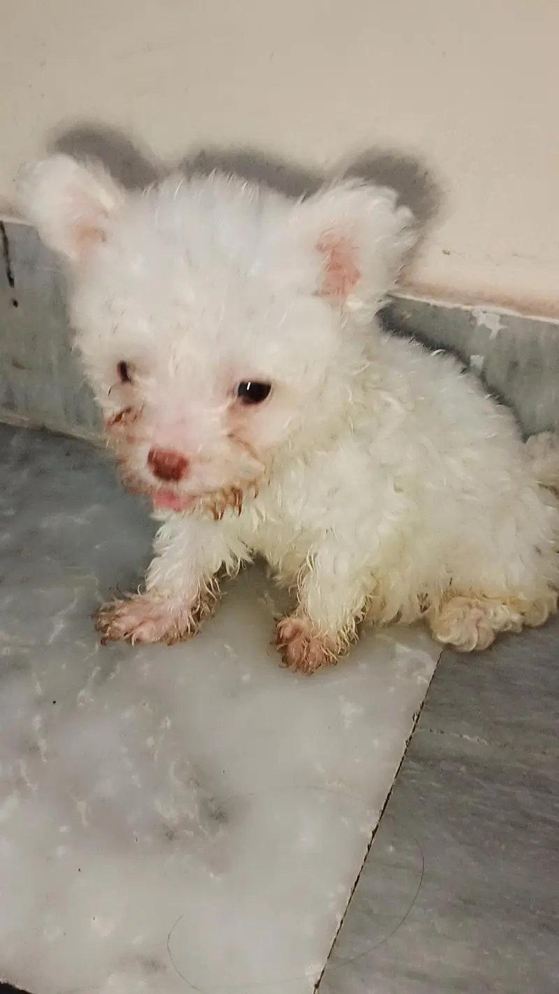 American white poodle puppies — photo 4