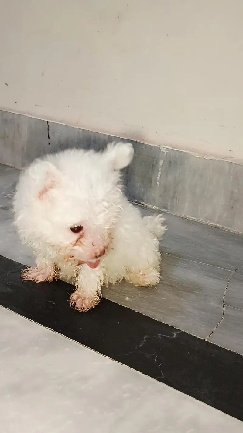 American white poodle puppies — photo 5