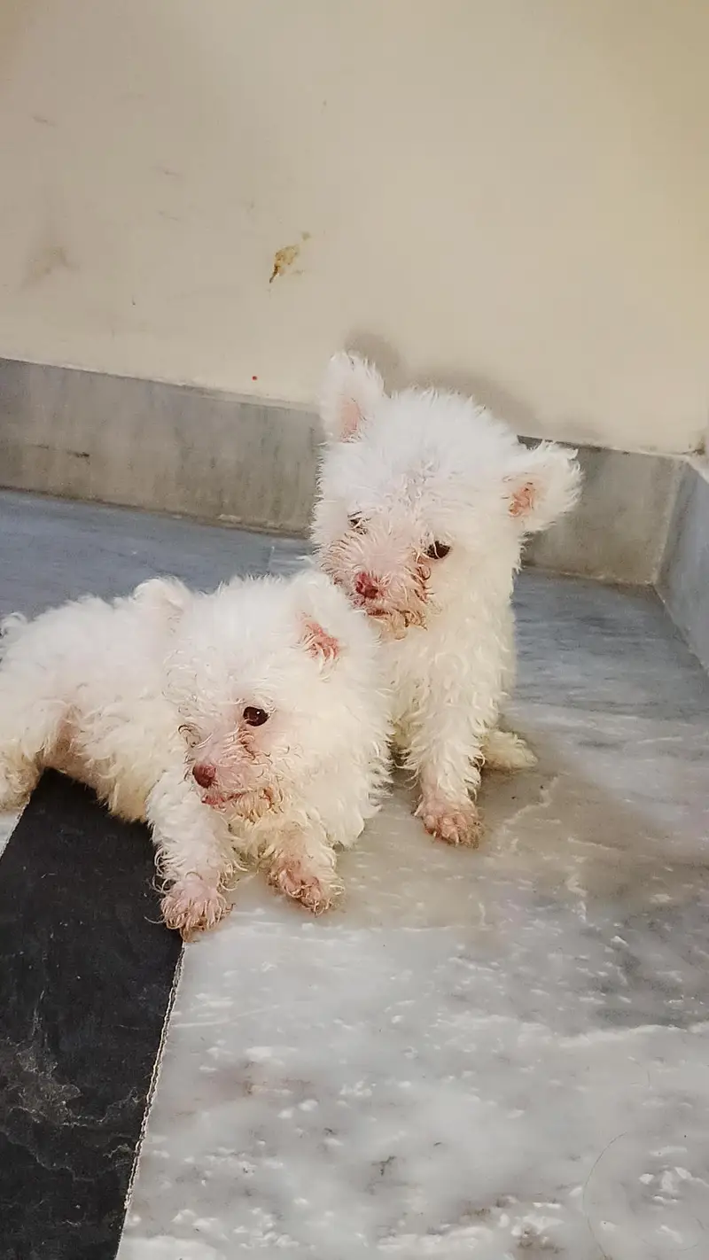 American white poodle puppies — photo 6