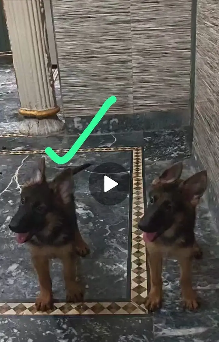 Female Puppy For Sale