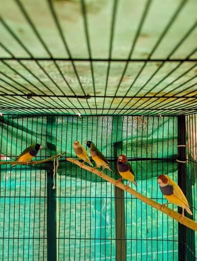 Gouldian Finches