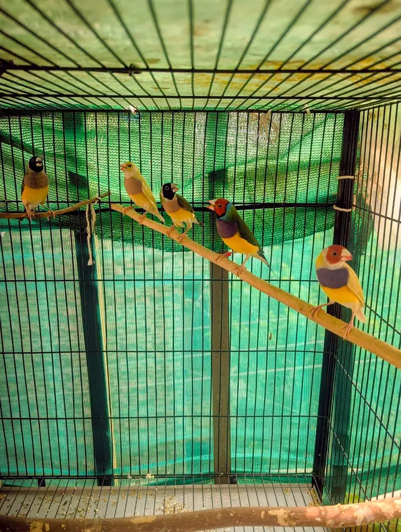 Gouldian Finches — photo 2