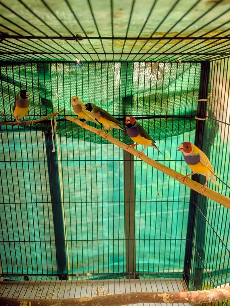 Gouldian Finches — photo 3